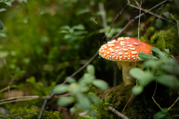 Poisonous red agaric mushroom (Amanita muscaria) in forest grounds.