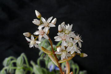 Fototapeta na wymiar Open flowers or the Stonecrop or Sedum Album, one of many species of this plant.