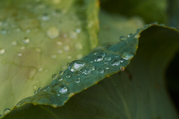 Raindrops on green cabbage leaves close up.