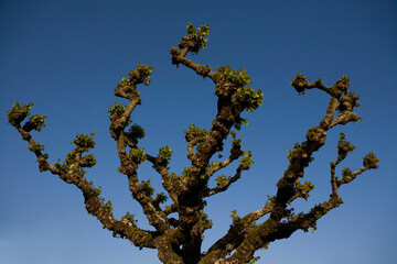 Low angle view of a tree
