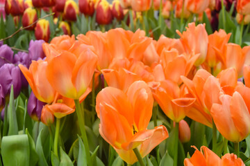 many orange tulip flowers side by side together in spring