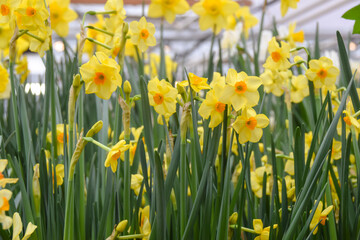 a lot of bright yellow and white daffodils on green steed