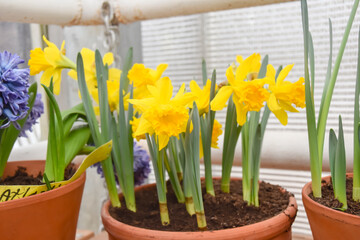 a lot of bright yellow and white daffodils on green steed