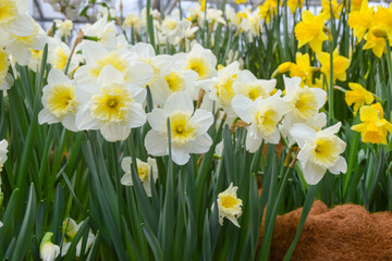 Obraz premium a lot of bright yellow and white daffodils on green steed