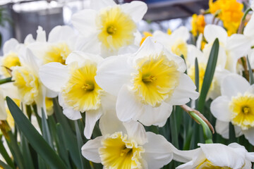 a lot of bright yellow and white daffodils on green steed