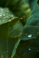 Raindrops on green cabbage leaves close up.