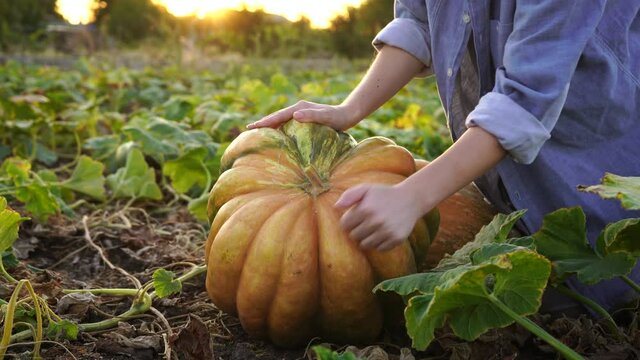Farmer with pumpkin on a pumpkins field.