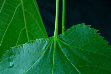 The petiole of the Large Leaved Linden that is attaches to the tree's leaves. 