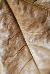 Close-up of a leaf