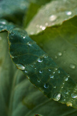 Raindrops on green cabbage leaves close up.