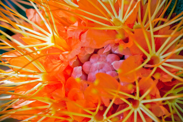 Close-up of a flower, Miami, Florida, USA