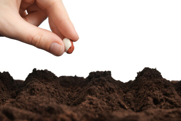Woman putting bean into fertile soil against white background, closeup. Vegetable seed planting