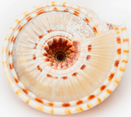 Close-up of sundial shell