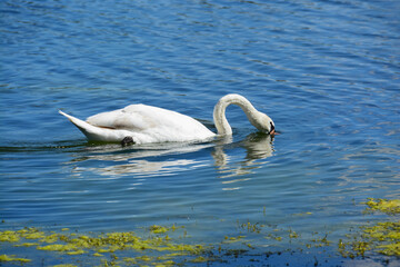 Cygne