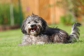 Maltipoo Malteser Pudel Welpe liegt im Grünen