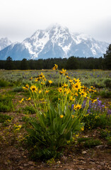 Yellow Flowers and Mountains