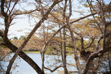Trees at lakeside, Miami, Florida, USA