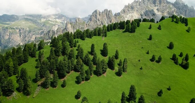 Pine tree valley in Italy with rocky mountains in the background. Beautiful landscape in a natural park - aerial view with a drone 4K