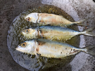 Fried Mackerel