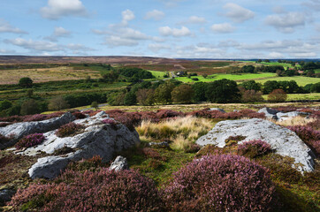 Fototapeta premium Rugged moorland with large rocks and flowering heather. Goathland, UK.