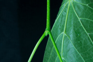Possible stipule on the branching petiole of the Large Leaved Linden. 