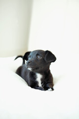Chihuahua puppy on the bed