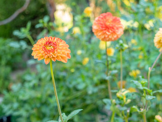 INTENSE FLOWER IN BOTANICAL GARDEN