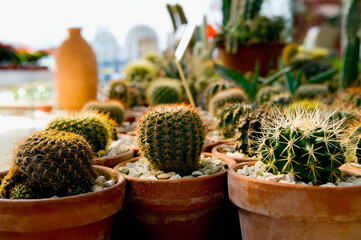 Potted cacti in a greenhouse