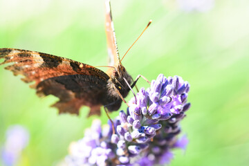 Papillon en gros plan