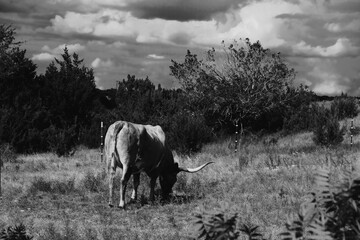 Texas longhorn cow grazing through landscape with storm cloud sky in background.
