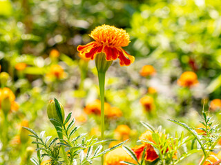 INTENSE FLOWER IN BOTANICAL GARDEN