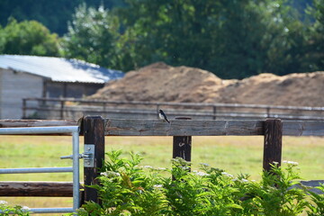 Hirondelles © JAN KASZUBA