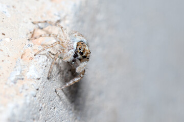 Female Menemerus semilimbatus spider eating her prey