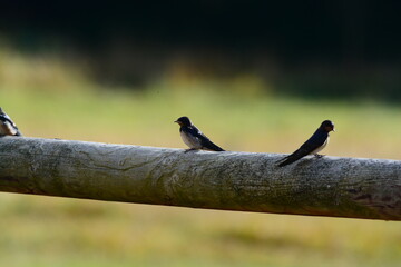 Hirondelles © JAN KASZUBA