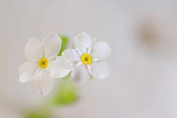 Fototapeta na wymiar Close-up of flowers