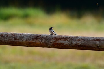 Hirondelles © JAN KASZUBA