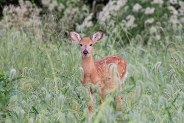 Fawn I snapped near my community.