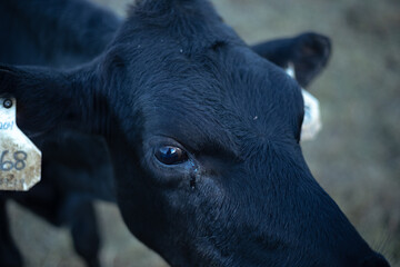 Cow in a field at sunrise. Photographed in Kingfield, Maine in an organic cow pasture.