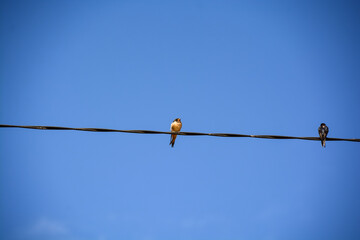 Oiseau sur fil électrique