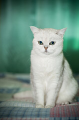adult cat pedigree Scottish chinchilla straight ears