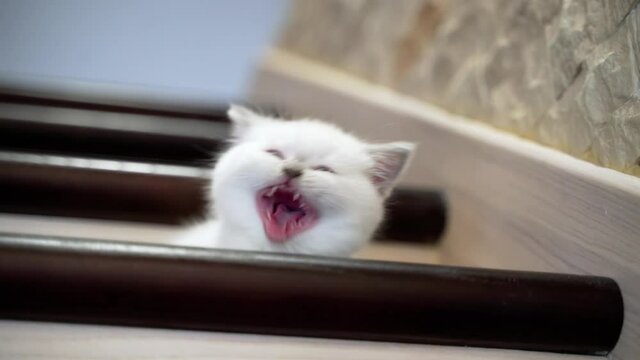 Young kitten on stairs. Small kitty lying on step of stairs at home