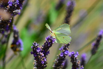 Papillon - Le Citron