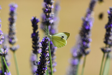 Papillon - Piéride du chou