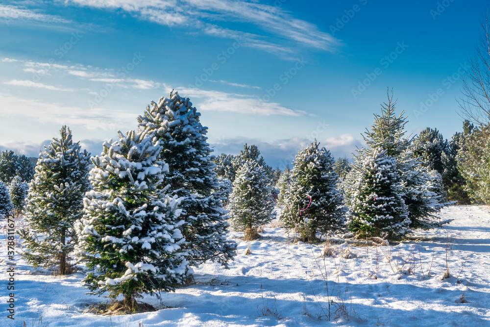 Canvas Prints rows of balsam fir trees at a christmas tree farm.