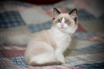 two month old Ragdoll kitten at home