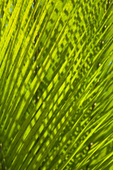 Close-up of a fan palm leaf, Miami, Florida, USA