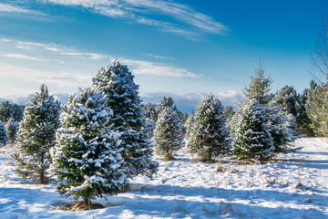 Rows of balsam fir trees at a Christmas tree farm. - obrazy, fototapety, plakaty