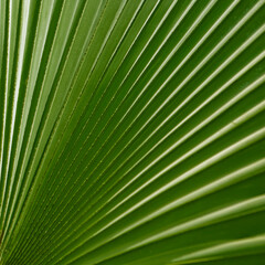 Close-up of a palm leaf