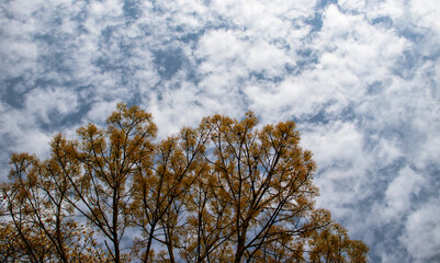 Bright Sunny Day with Sky and Clouds and Tree, Perfect for Wallpaper