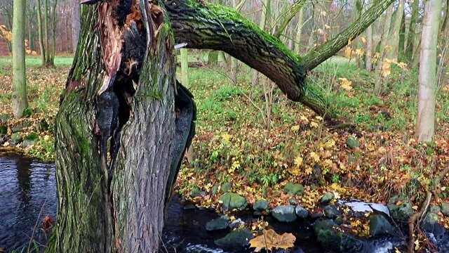 A broken fallen tree trunk above a stream. A damaged tree in autumn nature. Tree damaged by lightning strike lying over a creek in autumn.